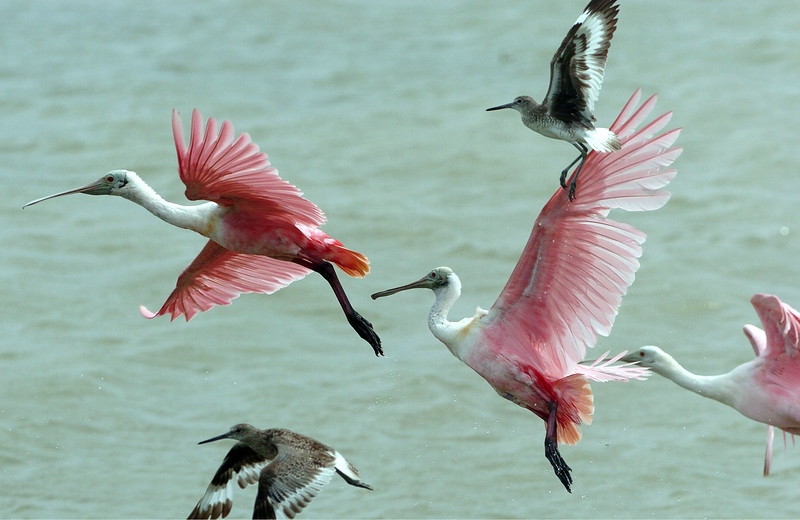 Hey Islanders! Where are yall flying off to for spring break? Comment Bellow💙⁠
⁠
#tamucc