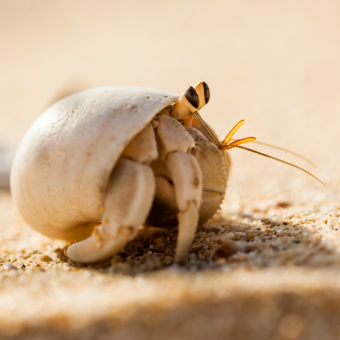 Did you know: There are over 800 species of hermit crab but, being notoriously shy, most of us will have to make do with these adorable photos 😍🥺 *sigh* 

#ScienceSunday #AmazingAnimals #CuteAnimals