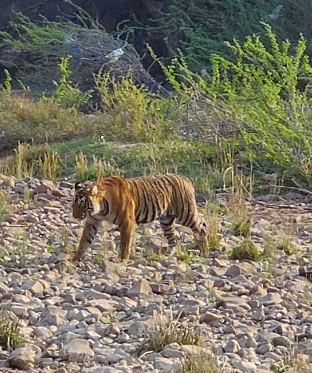 ashrehab's tweet photo. visited the majestic #sawaimadhopurlodge where #QueenElizabethII went hunting in1961 with #Rajasthanroyals #Gayatridevi the tiger she hunted now stuffed, heads the #tigerbar ⁦@tajhotel ⁦@ranthamborepark⁩ #tigersafari ⁦@RoyalFamily⁩ ⁦@KensingtonRoyal⁩ https://t.co/r1J7cISWcS