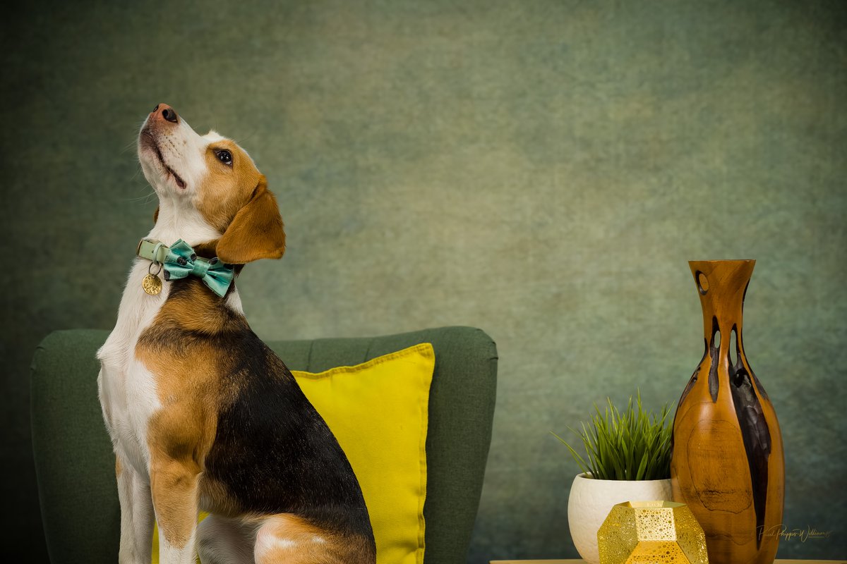 misterphipps's tweet image. Sounds like an opportune moment to remind you that #valiant2023 customers get 10% off portrait, wedding, event and headshot photography over at paulpwphotography.com. The codeword's in your gallery...