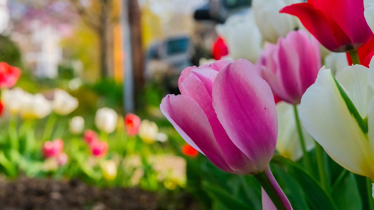 VisitFxbg's tweet photo. 🌷 Enjoy the tulip bloom and learn about Fredericksburg's Victorian Era with 🐴 Olde Town Carriage Tours of Fredericksburg!⁣
⁣
Tours are available Friday - Monday and are 45-60 minutes. ⁣
⁣
👉 Learn more at https://t.co/ukdBskp8zK.⁣
⁣
#fxbg #fredericksburg #virginia https://t.co/WKk3D6POLk