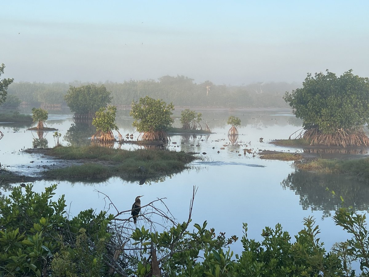 #SwampSunday at 10,000 Islands National Preserve