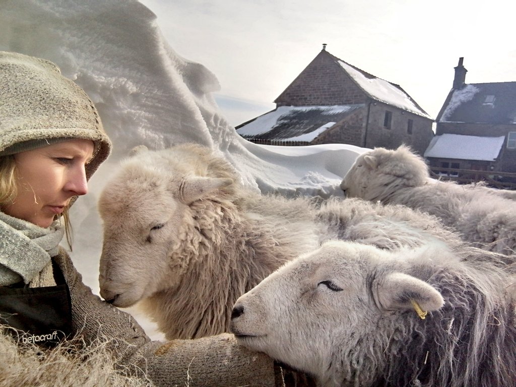 Herdwicks of Highfields Farm tweet media