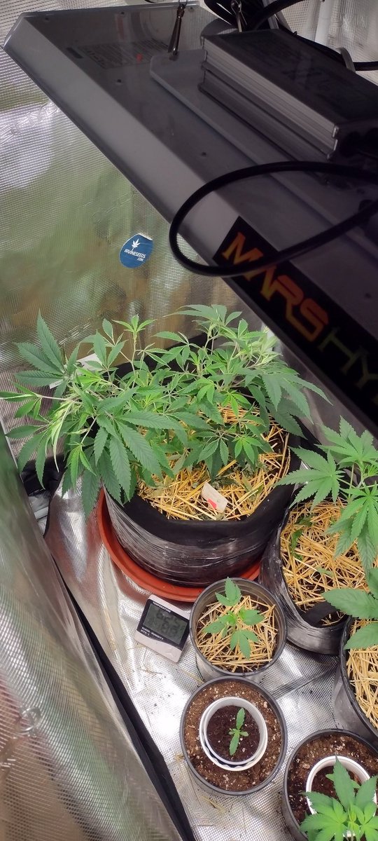 DjVisionaire's tweet photo. π± "Tongue Splasher" π€ͺ
𧬠@exoticgenetix (Clone)
π‘βΊππ¨ @MarsHydroLight #Tsl2000 #AllInOneGrowKit
#GrowYourOwn #MedicalCannabis #MedicalMarijuana #cannabisculture #cannabisgrower #cannabislife #Mmemberville #StonerFam #weedgrowers #420community #420friendly #Cannabis https://t.co/UPVQ6Okw6V