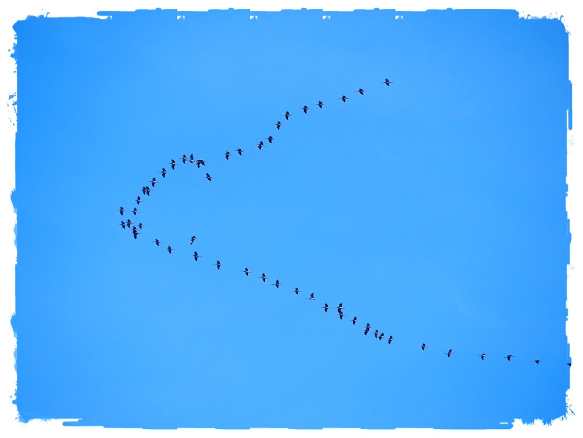 Sehnsucht nach Freiheit. #Natur #WilderWandel