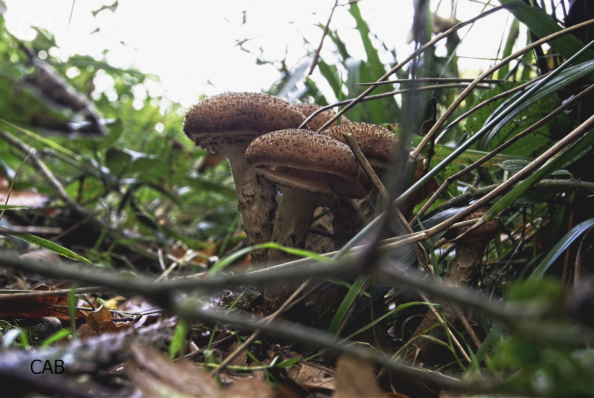 #fungi #mushrooms #wildmushroom #macrophotography #closeupphotography #forest #nature #autumn #photography #photographer #photographers #photooftheday #photoshoot #photographylovers