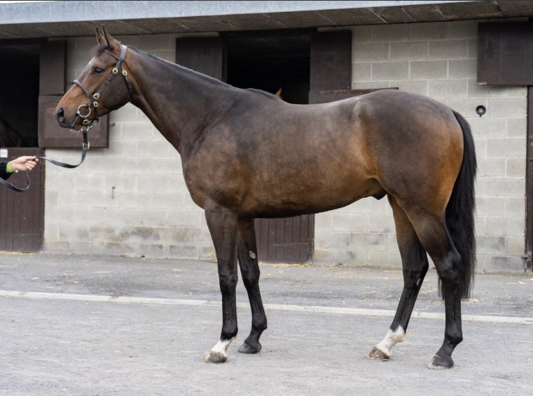 Pmolony1Peter's tweet photo. Well done team!!! 👏👏👏👏 #rathmorestud Sold @goffs Arkle Sale ‘21 to @Doyle_Racing @SamCurling1 for €90k @KateMolony2 @DavidSkelly_ https://t.co/NjYN4k2CFm