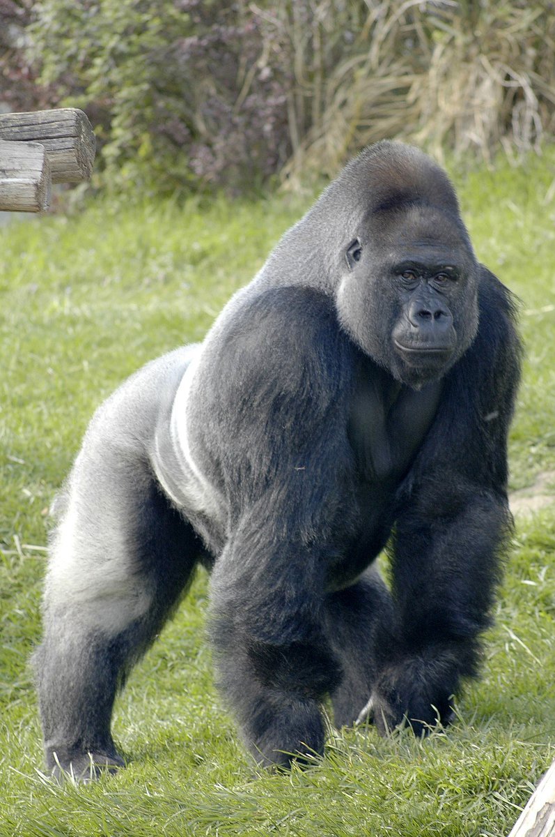 Samuel06499239's tweet photo. @PlayAdoptMe Honestly, it doesn't look like a gorilla, because of its anatomy, like its nose, or colors, since a gorilla in real life is completely black, but in adopt me it has a lighter colored face, ears, feet and fists. Anyway, it's a great design and I'm very excited for the update! https://t.co/OJmkAWBEal