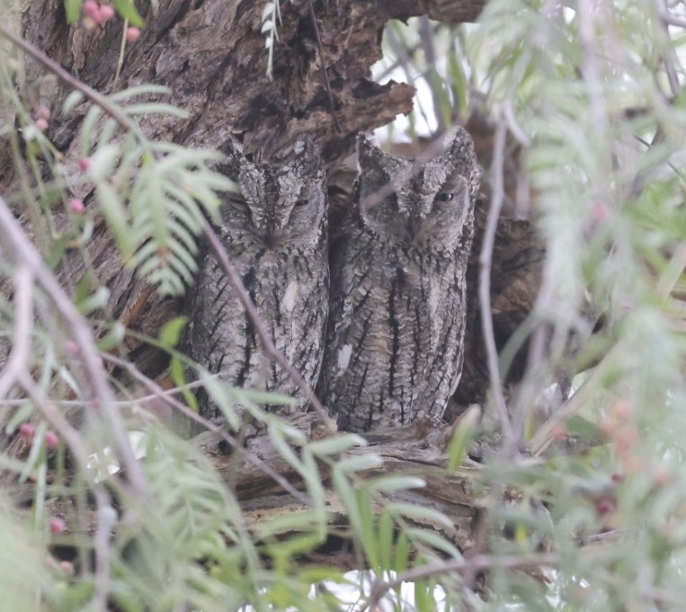 Birds of the trip, Cyprus Scops Owl 😀 @birdsaroundcy
