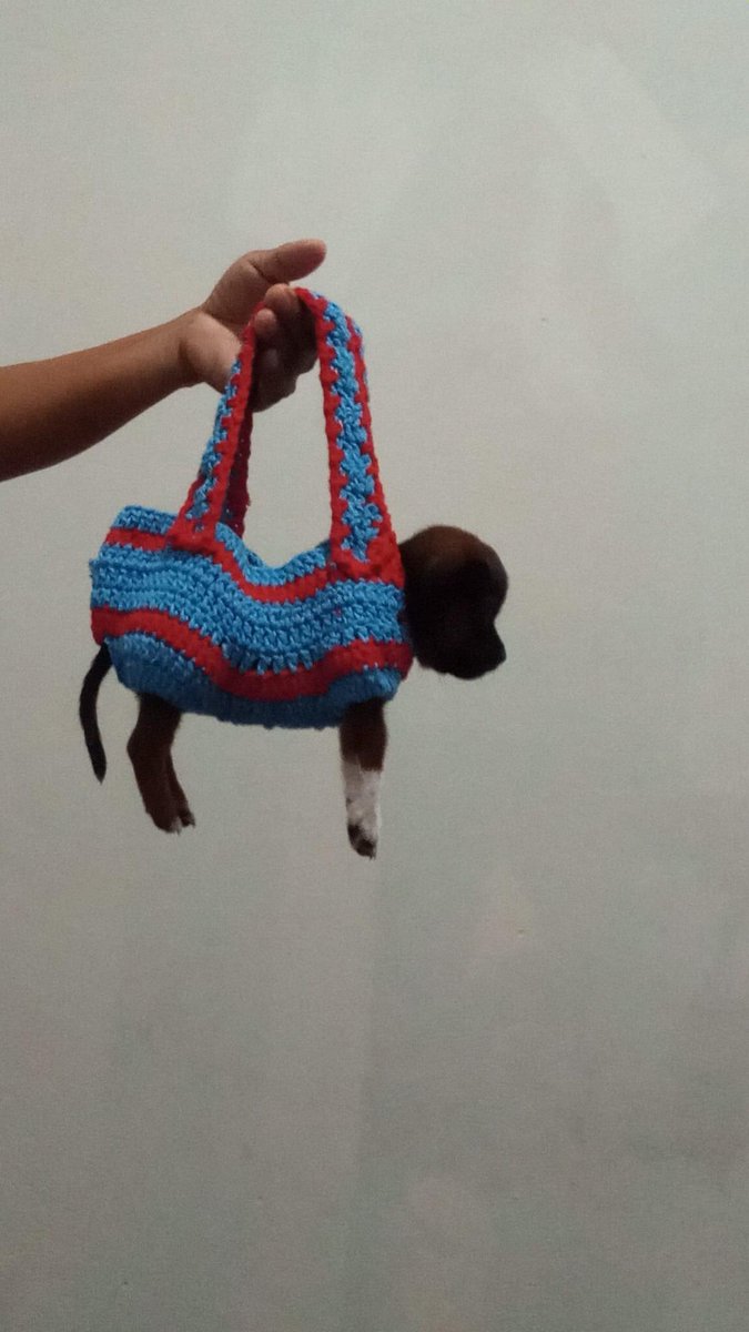 minha tia fez uma bolsa pra carregar o pinscher dela