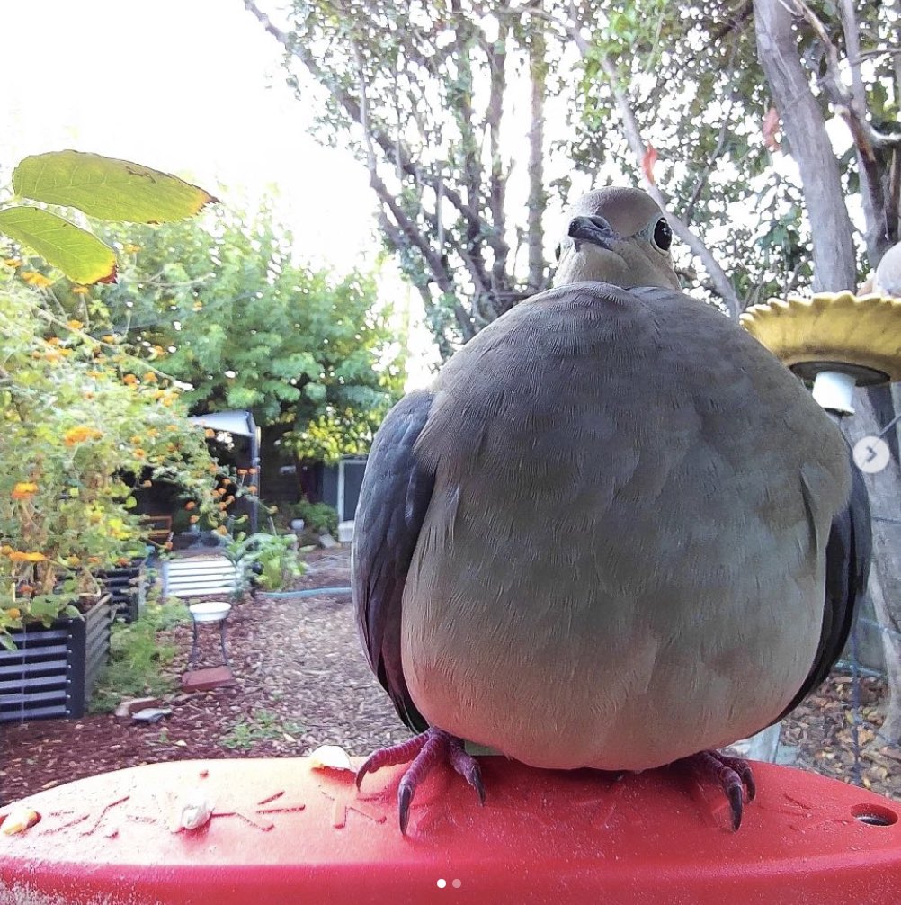 Birdbuddy tweet media