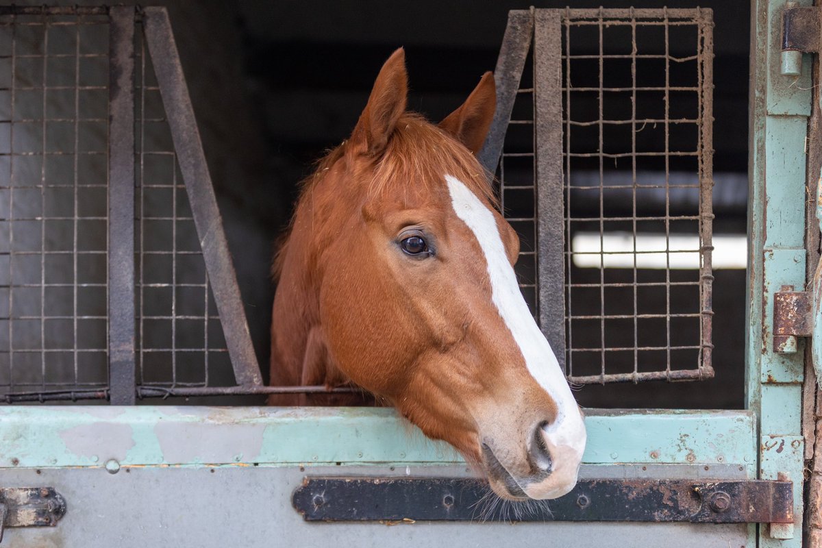 Tim Easterby Racing tweet media