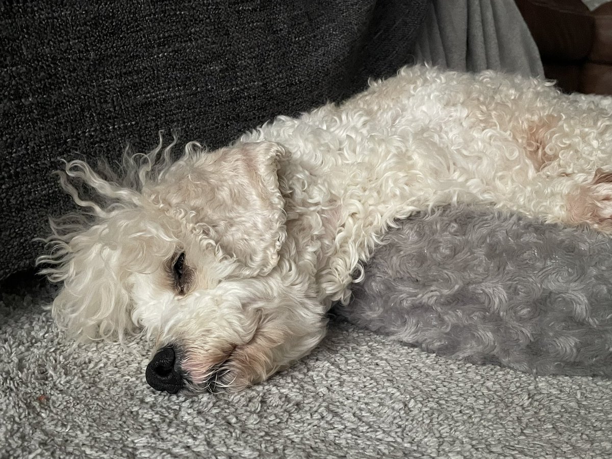serivett's tweet photo. Oscar loves @Crufts fly ball on @Channel4 - he’s oozing excitement https://t.co/4CaGNJuQ7d