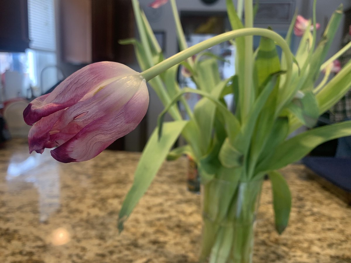 mel_townsend's tweet photo. Even when they are almost done, tulips are stunning. I buy a bunch every week in Feb and March to beat back late #winterblues. https://t.co/O2Jv8WBjBE