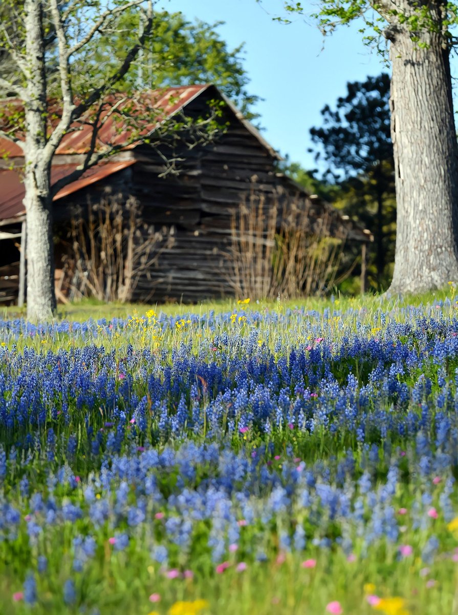 One of the positives of having an early spring - bluebonnets! In addition to being the State flower, bluebonnets are part of the legume family, which means they have the ability to fix nitrogen in the soil, making them an important part of the ecosystem.

📸 by Merry Lamar