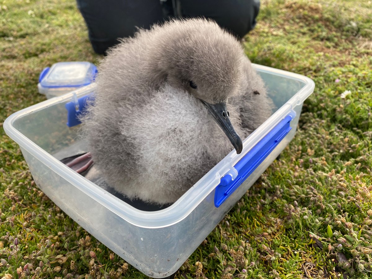 maryhgagen's tweet photo. 📣 It’s nearly time for episode 1 of wonderful #WildIsles ! 📣🥳🎉Lookout for our spectacular Welsh bird islands (which are my favourite not-forest places on the planet), and these two spectacular sea bird species 💙 #puffinpower #magicalmanxies https://t.co/YuU0f7Vl1J