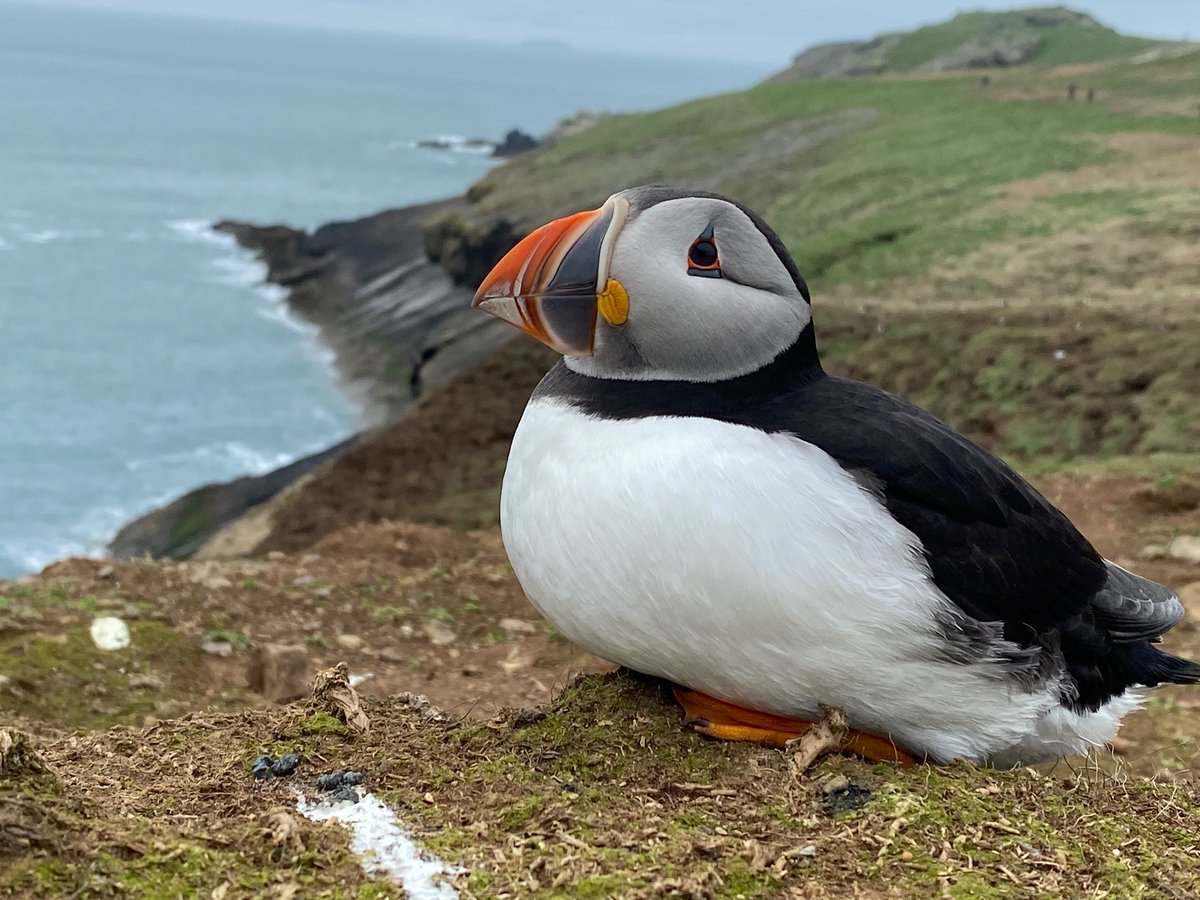 maryhgagen's tweet photo. 📣 It’s nearly time for episode 1 of wonderful #WildIsles ! 📣🥳🎉Lookout for our spectacular Welsh bird islands (which are my favourite not-forest places on the planet), and these two spectacular sea bird species 💙 #puffinpower #magicalmanxies https://t.co/YuU0f7Vl1J