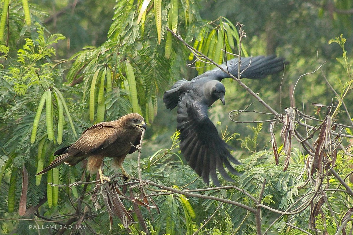 jadhavpallavi92's tweet photo. Frienemies
#blackkite #crow #backyardbird #windowbirding #BirdsOfTwitter #BirdsinFlight #birdsofindia #birdwatching #pune #Maharashtra https://t.co/2vcBGCvnGL
