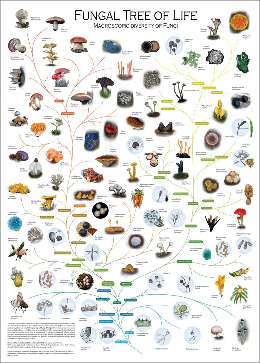 Small, fascinating, and beautiful, fungi are essential components of #biodiversity, just like animals and plants. ❤️🍄🌍 Explore the fungal tree of life and find out how many fungi you can identify. Via @laszlognagy group.szbk.u-szeged.hu/sysbiol/nagy-l…