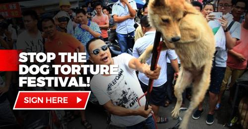 BoucheSugar's tweet photo. Add your name to stop the dog torture festival in #China #StopYulin2016 https://t.co/DONMiGNLYx https://t.co/c7n2mPRsQA