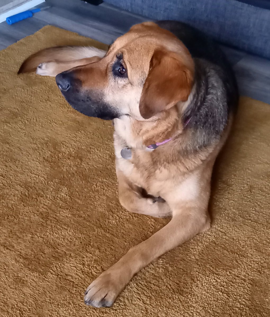 Gael Francis tweet media