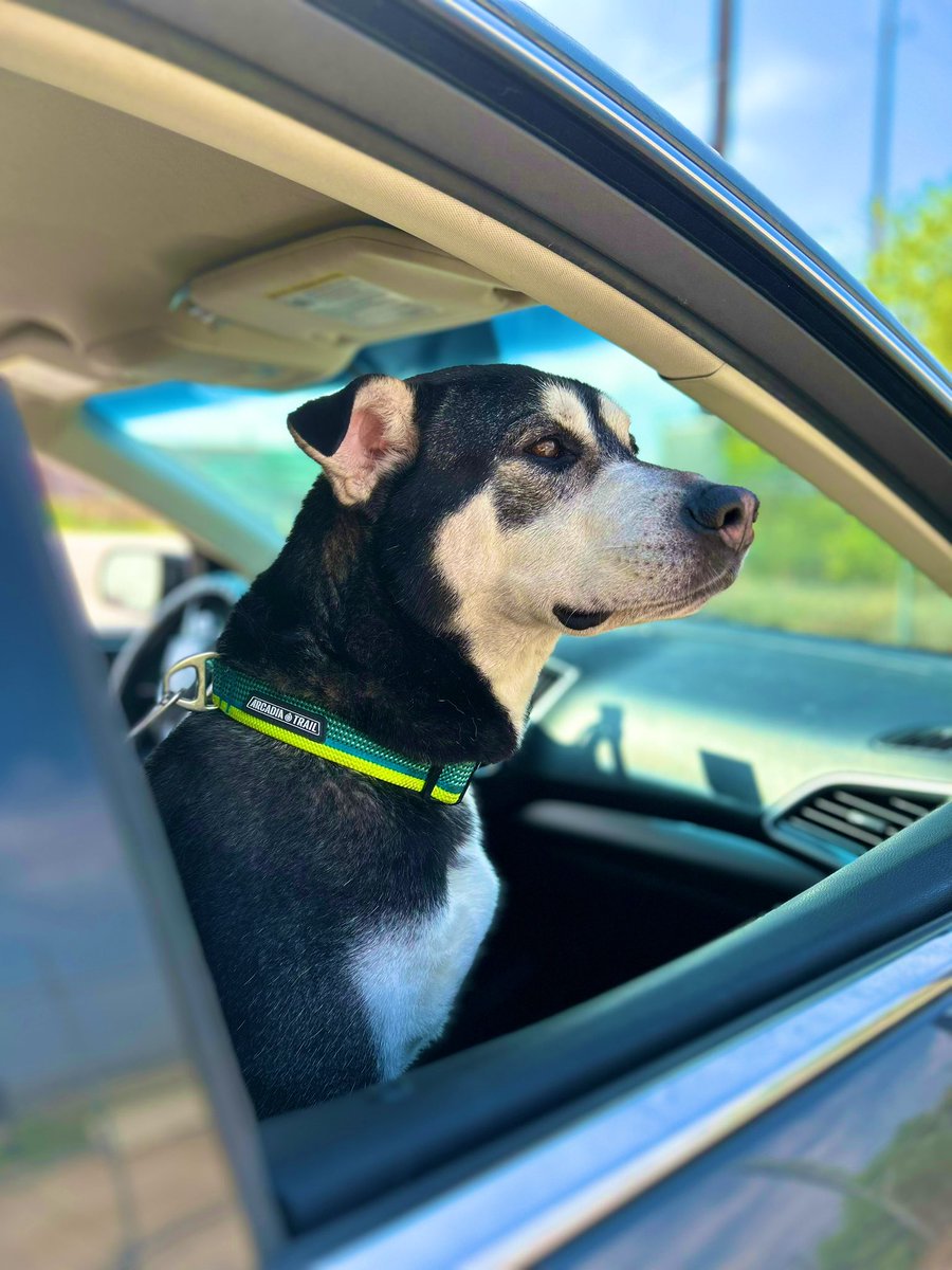 msmythic's tweet photo. My Big Baby! ✨ KAOS https://t.co/3cCfv6rMwQ