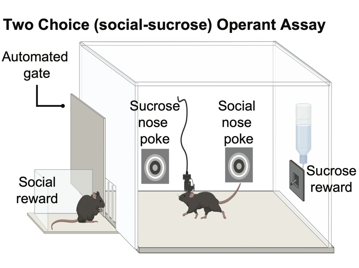 To directly compare social and sucrose reward behaviors, we developed a low-cost, fully automated operant assay in which mice could flexibly choose between social and sucrose rewards. (4/10)