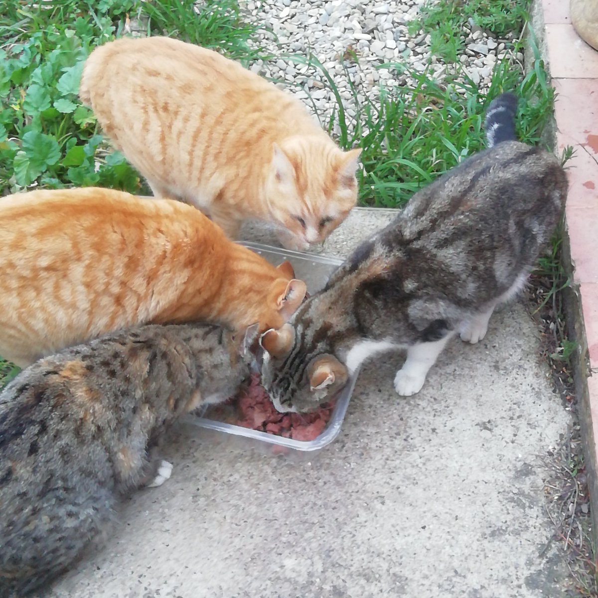 F1GRH's tweet photo. 2 time a day, feeding my friend stray cats. I'm so happy to see them all day long near my house https://t.co/Cqw3Rb97IU