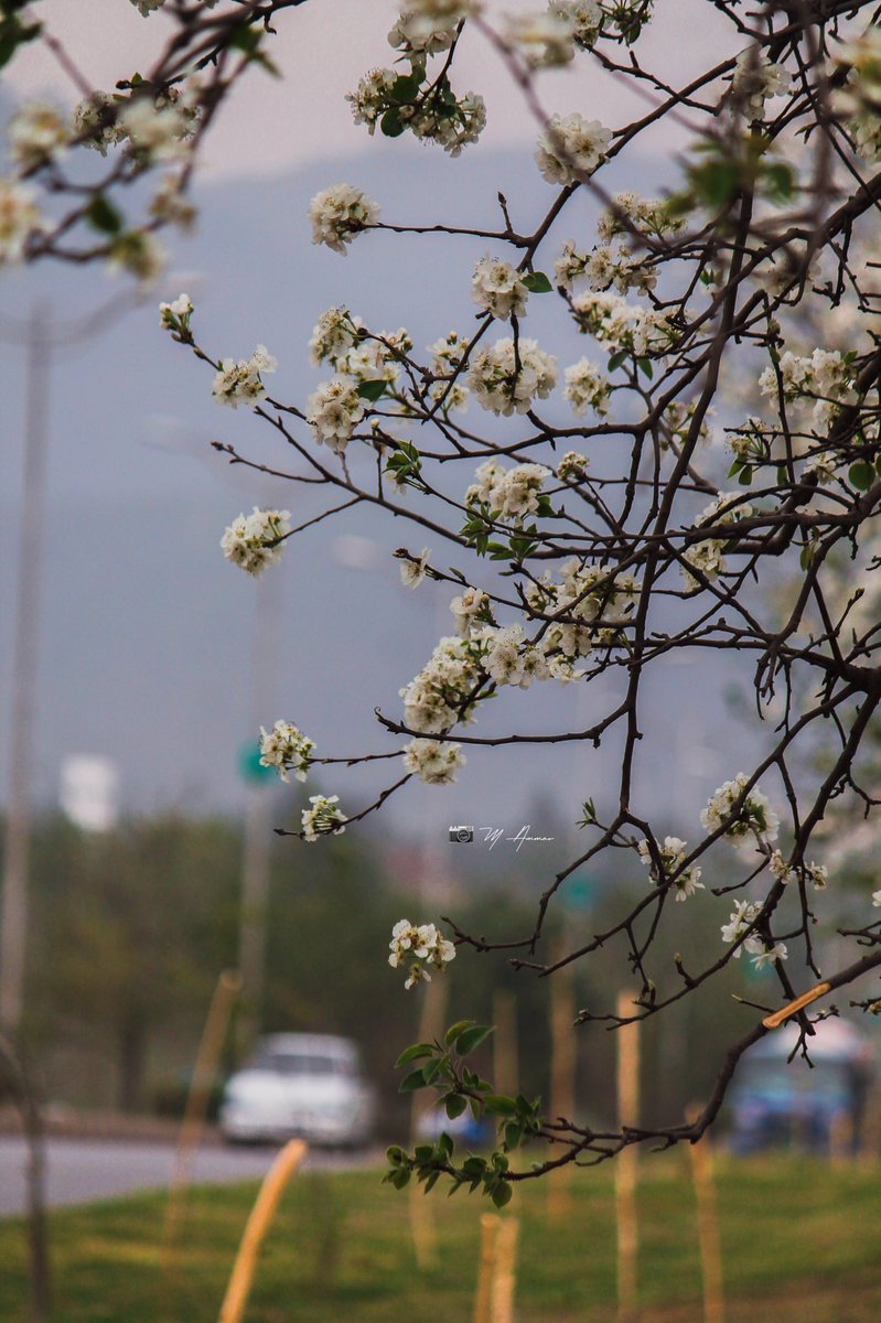 imammarofficial's tweet photo. Colour Of Callery pear , Spring in ISLAMABAD 
📍 9th Avenue, F-9 Park 
.
.
.
.
#Callerypear #ColourOfSpring #blossom #spring #islamabad #mammar #photography #pakistan https://t.co/23qLYpw0Kn