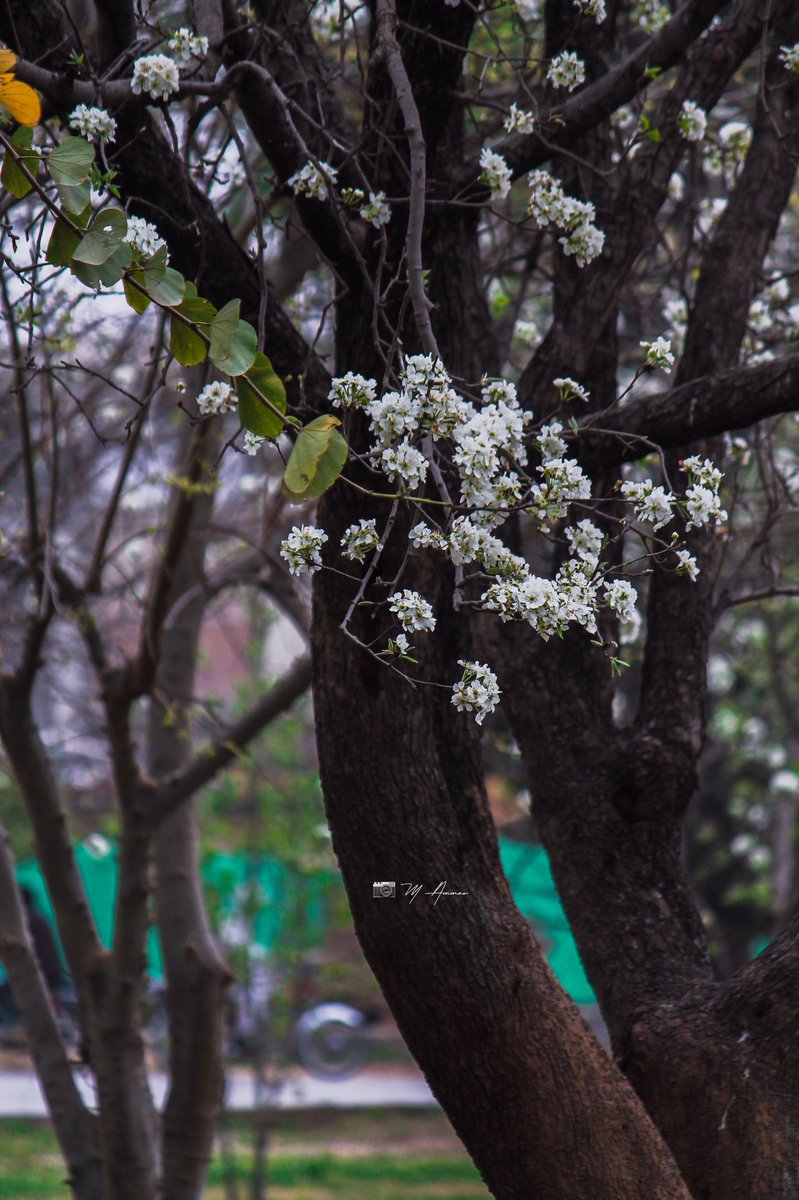imammarofficial's tweet photo. Colour Of Callery pear , Spring in ISLAMABAD 
📍 9th Avenue, F-9 Park 
.
.
.
.
#Callerypear #ColourOfSpring #blossom #spring #islamabad #mammar #photography #pakistan https://t.co/23qLYpw0Kn