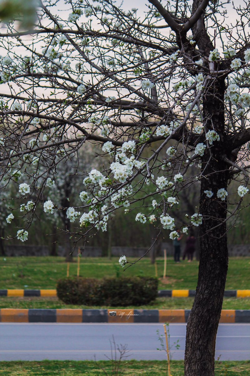 imammarofficial's tweet photo. Colour Of Callery pear , Spring in ISLAMABAD 
📍 9th Avenue, F-9 Park 
.
.
.
.
#Callerypear #ColourOfSpring #blossom #spring #islamabad #mammar #photography #pakistan https://t.co/YXLoQJjoGp