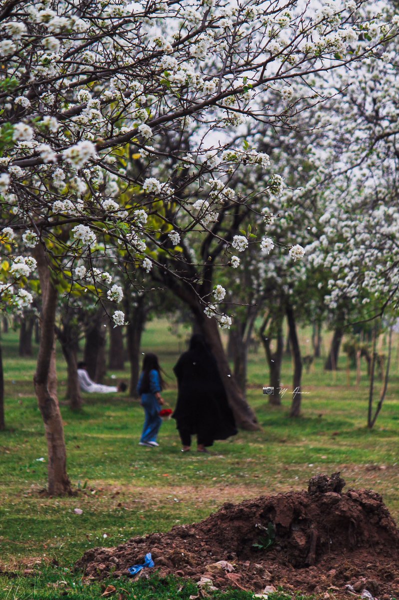 imammarofficial's tweet photo. Colour Of Callery pear , Spring in ISLAMABAD 
📍 9th Avenue, F-9 Park 
.
.
.
.
#Callerypear #ColourOfSpring #blossom #spring #islamabad #mammar #photography #pakistan https://t.co/YXLoQJjoGp