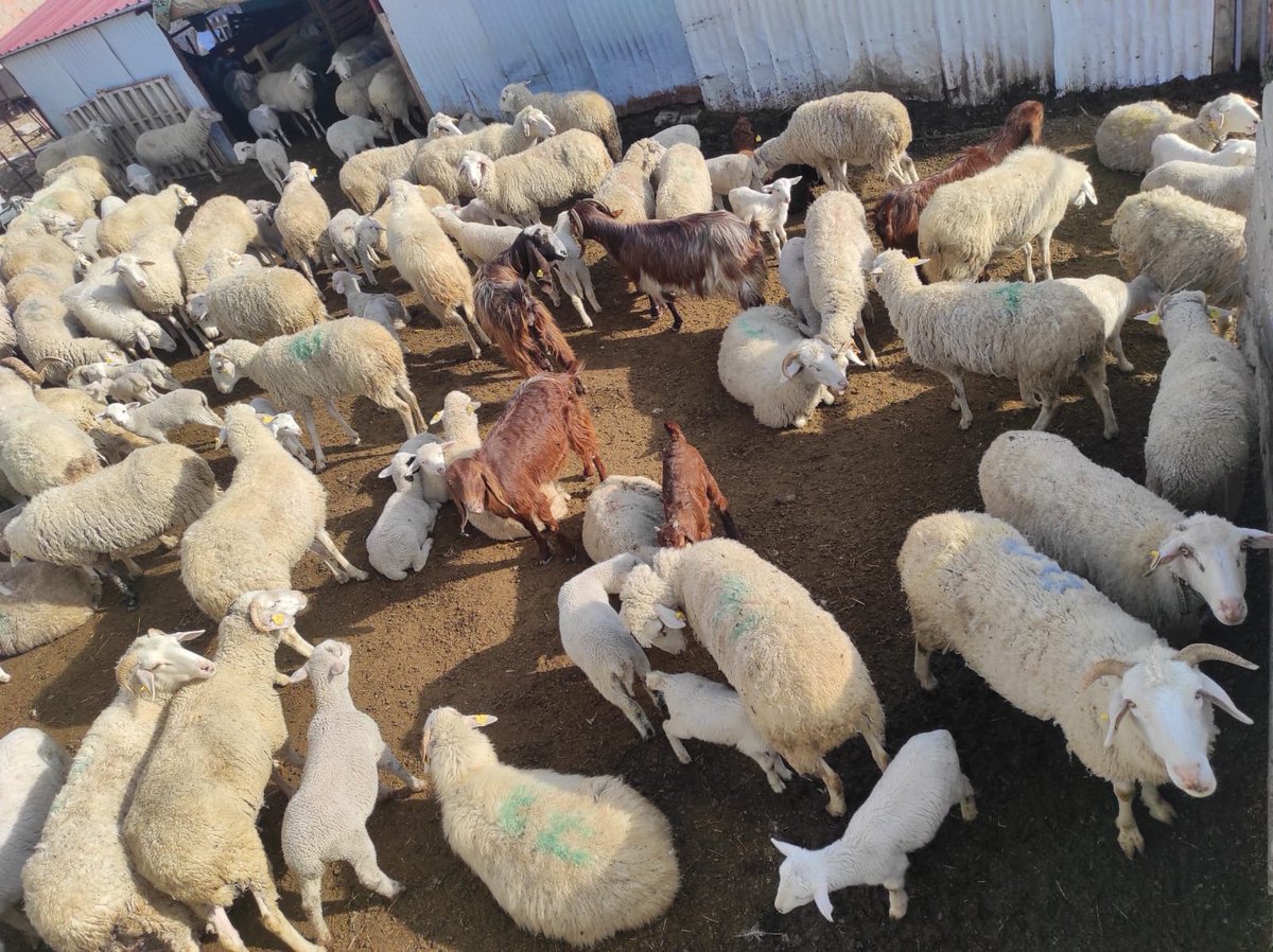 Sürümün tamamını satıyorum.. Almak isteyenler mesaj atabilir.. 230 koyun.. 
Cins: Anadolu Merinos 
Yer: Eskişehir Seyitgazi
Sebebi: Merada Çeşme kurudu. Belediye kaymakam tarım ilçe ve diğer kurumların hiçbirisinin umrunda olmadı. Hatta hayvancılığı bırakın bile dediler..