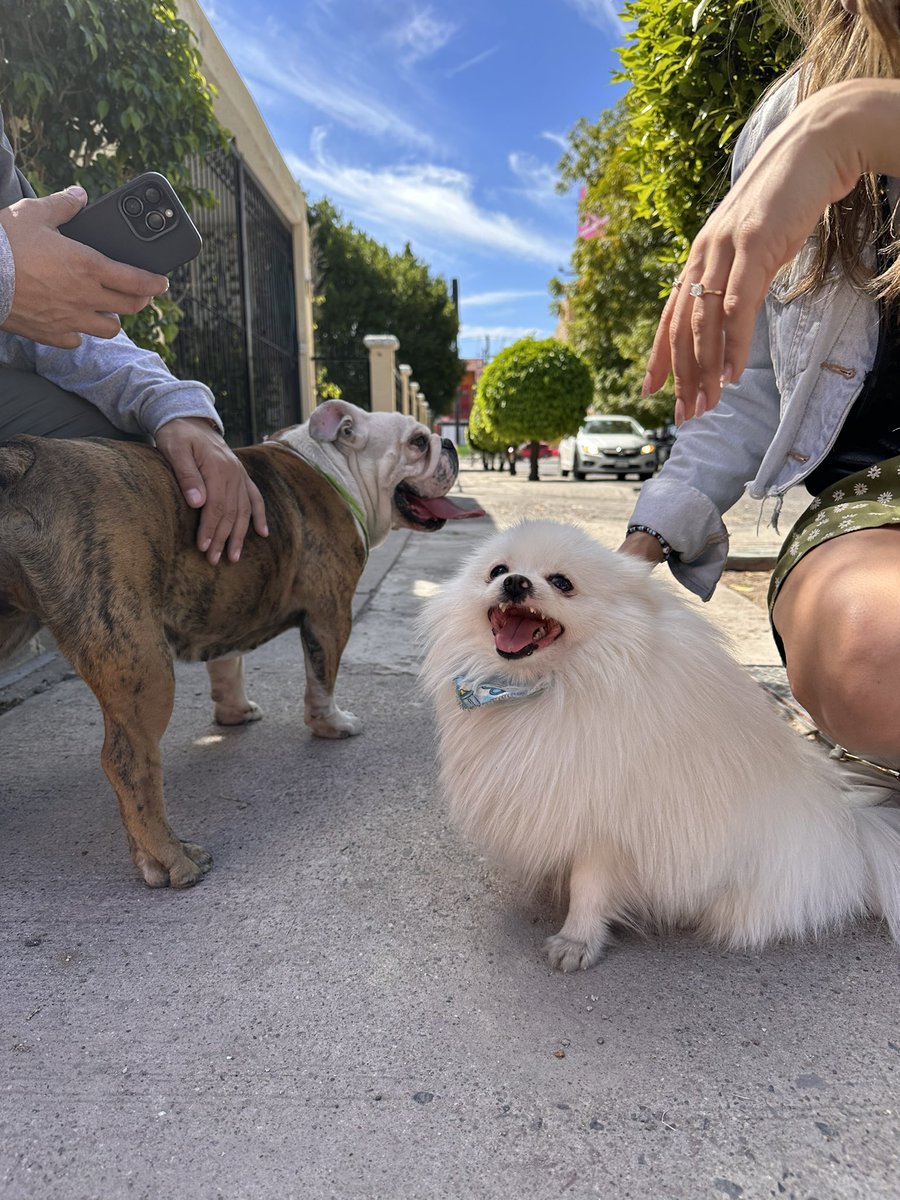 diegodelese's tweet photo. @coloniapitic  están estos perritos perdidos en la pitic https://t.co/2YVTGmh74m