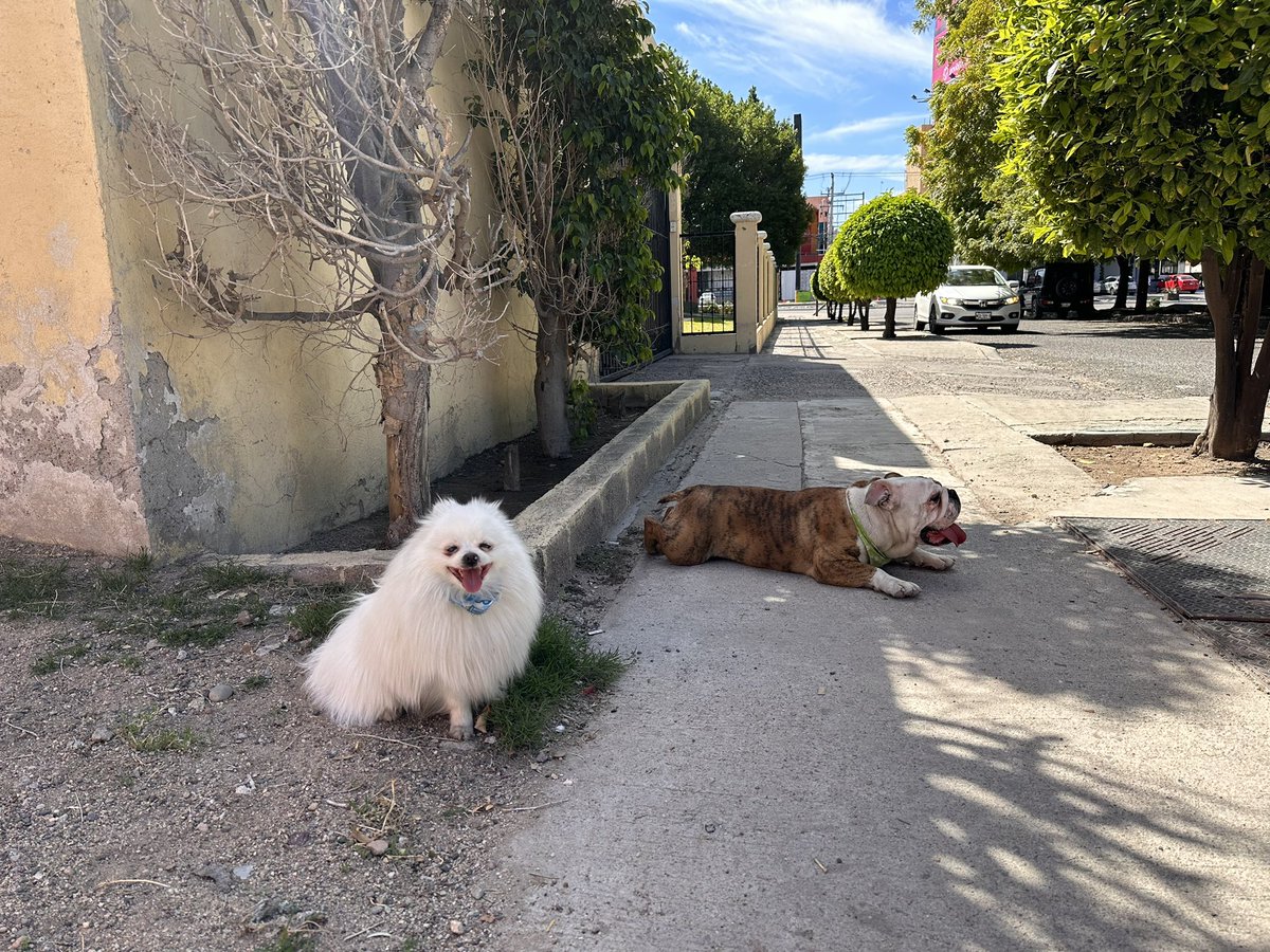 diegodelese's tweet photo. @coloniapitic  están estos perritos perdidos en la pitic https://t.co/2YVTGmh74m