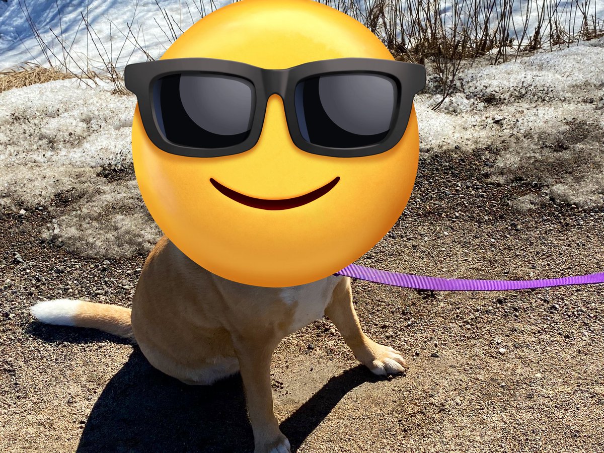 EverythingPD's tweet photo. @RespectfulMemes It’s my dog 😈 https://t.co/2OQTCPr07D