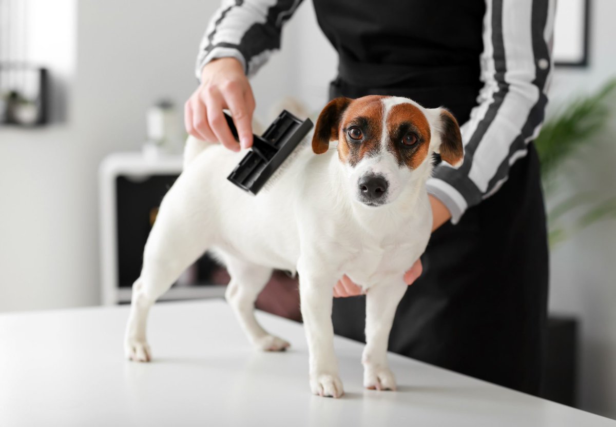 SoloPerros3's tweet photo. Cepilla a tu perro de la manera correcta https://t.co/h4qAp0Qzfp
#Perros #Mascotas #Tipsparamascotas https://t.co/fyIXFYZtA4