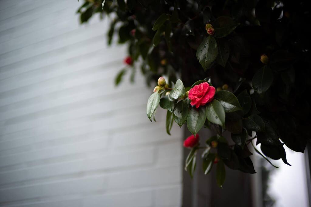 stirwise's tweet photo. Winter blooms
.
.
#springiscoming #wideaf #camellia #tsubaki #urbannature #onthestreet #leicam #leicam10 #nokton50mmf1 #fastprime https://t.co/l7f8jbmE8O