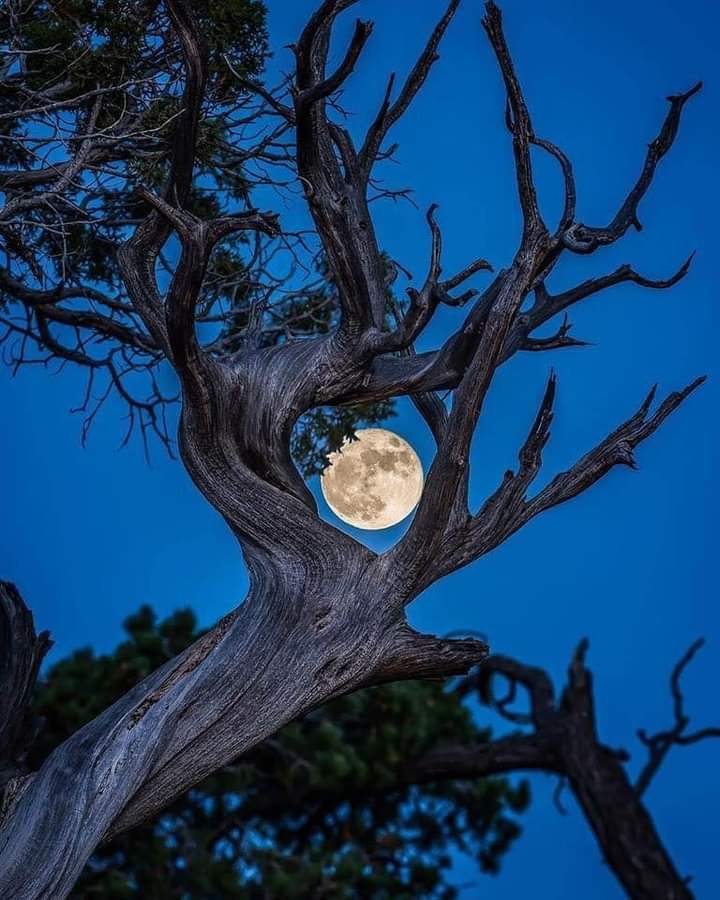 ruben_corella's tweet photo. #tree #arbol #arbre #moon #fullmoon #nit #moonlight #luzdeluna #nuit #noite #notte #noche #night #bynight #nighttime #avecletemps #selene #belleza #Mystic #lookup #felizsemana https://t.co/qLRgMP2NLk