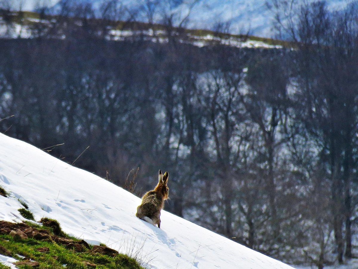 oldcrofthouse's tweet photo. #footpaths #gatewaytoadventure #wildernessadventure #wildlife #wildlifephotography #hares #rowdeer #notasoultobeseen @NorthPennAONB https://t.co/FxlKg4EI4b