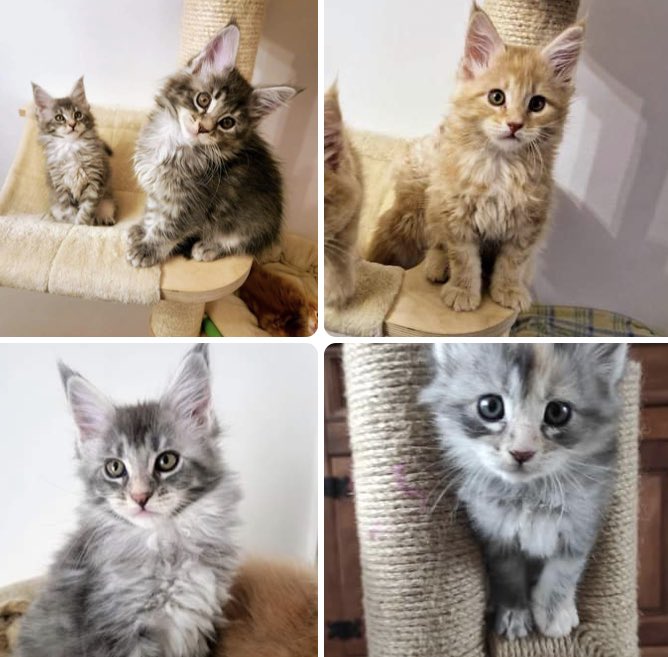 essex_crime's tweet photo. Crime ref 292965  12/3/23
‼️‼️STOLEN 4 x MAINE COON KITTENS ‼️‼️ from Havering Road Romford this morning from home around 11/11:30. Please call 101 if seen for sale anywhere. https://t.co/oi2QeS5Kzw
