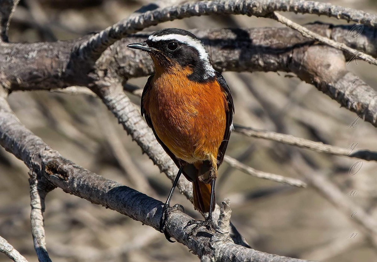 Otis_inglorius's tweet image. Raptors, Storks, Swifts &amp;amp; Hirundines are not the only things crossing The #Straits now! We are full of anticipation what might be arriving next and sometimes it might be really unusual like this Moussier’s Redstart that we observed y’day - #madskills photo by friend @rickowen63