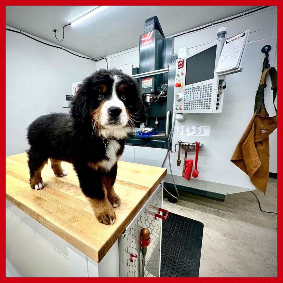 HaasUK's tweet photo. ๐ถ Shop dog Sunday! @mrtyler_james "Itโs been fun to have a new helper in the shop lately."
#haascnc #machineshop #shopdog #shopdoglife #bernesemountaindog #berner https://t.co/aIVFoHrgAf
