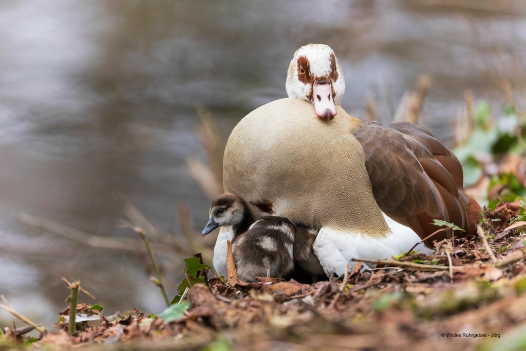 Stadtnatur - Frühling?!
Der Frühlingsanfang ist am 20.03.2023 und die Tierwelt erwacht aus der kalten Jahreszeit. Die Nilgänse sind zwar immer recht früh dran, haben aber sicher auch nicht mit einem Wintereinbruch gerechnet.
 
© Wildes Ruhrgebiet - Jörg Kubik
 #wildesruhrgebiet