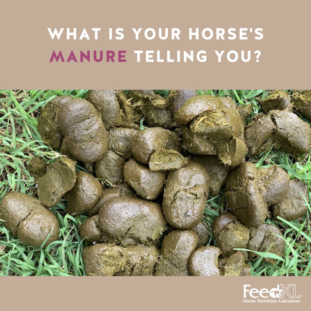 FeedXL's tweet photo. Back again by popular demand: FeedXL's famous "Poop Chart" 💩😄

The truth is: that pile of poop is your window to your horse’s gut!

Learn more at: https://t.co/DZ7kbrup4y https://t.co/5nrRLlj60I