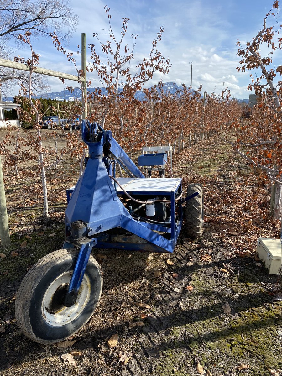 Pruning some Fujis with the ol’ Girette today. #pruning #bcapples #geterdone #canadianfarmers