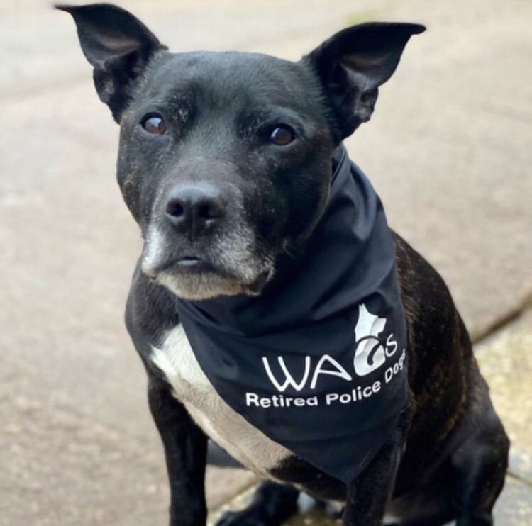 WAGs Retired Police Dogs tweet media