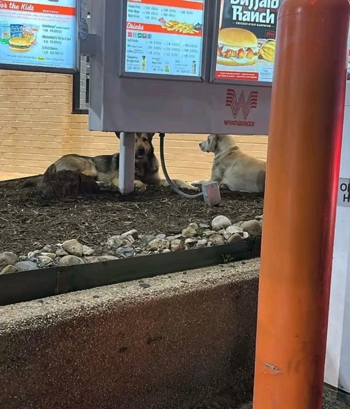 HOUSTON, TX- courtesy post…🔥RESCUE  NEEDED NOW🔥DUMPED LIKE TRASH WEEKS AGO 🔥BEGGING FOR FOOD🔥O OFFERS🔥IN DANGER🔥SCARED🔥HUNGRY🔥FORGOTTEN🔥HELP US🔥Shepherd Mix and Lab abandoned on Houston, Texas 77076 they have been in the same spot.
paypal.com/donate/?hosted…