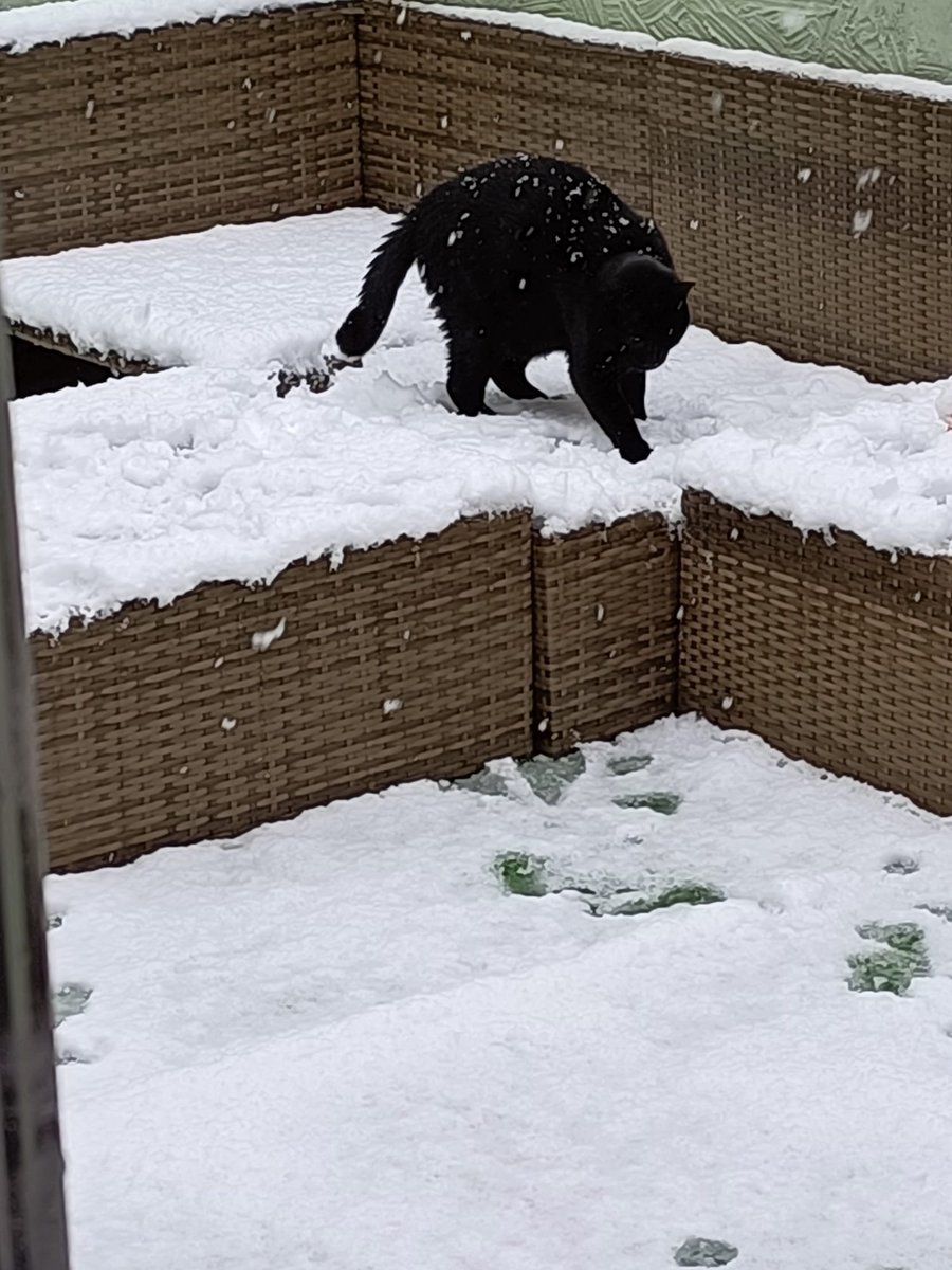 New BACo blaseballanalysisco.libsyn.com/episode-64-lov…

Griot and Benjy go through the bottom half of the league from the <a href="/BlaseballNews/">BLASEBALL NEWS NETWORK</a> article 

Also Benjy's cats join in, pictured below!