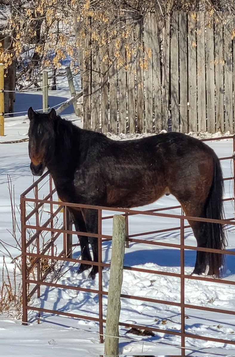 JBMEquiFarms's tweet photo. Tried catching him asleep (zoom used)
Yogi π has grown into such a handsome young stallion π
His turn is coming soon to be trained by Guy.
It's hard to believe he is almost 3. #babyBoo #yogibear #WattsOnSecond
#baystallion #Eddybrother https://t.co/XJmPUrP7vP